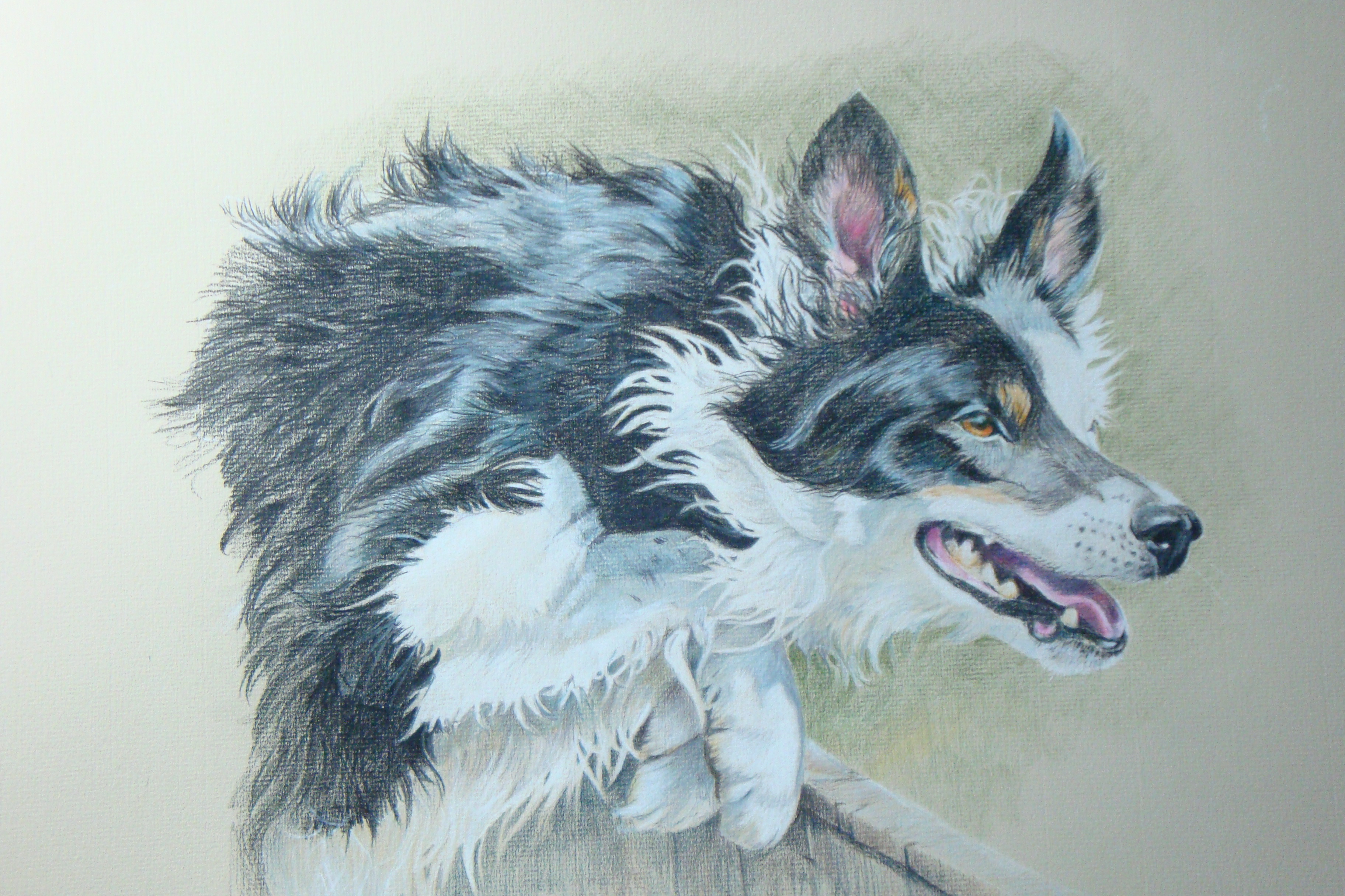 Kayleigh Border collie