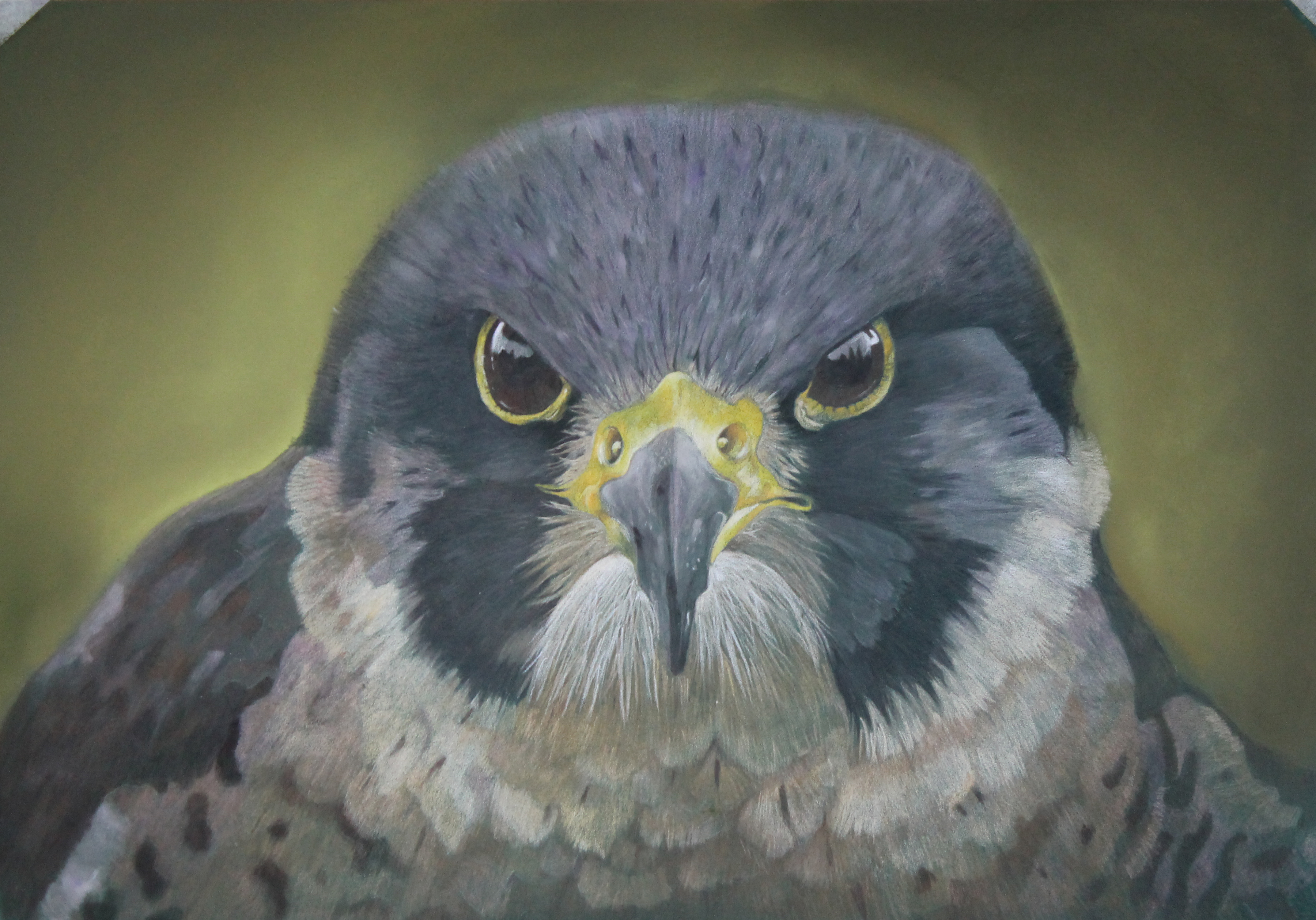 peregrine falcon