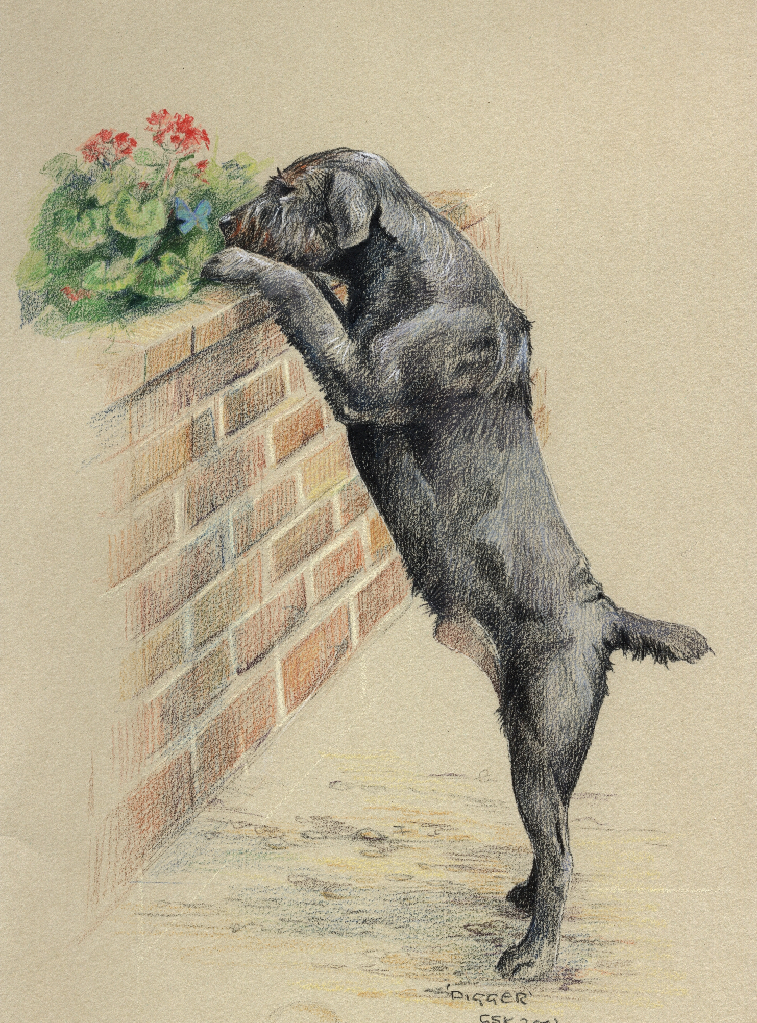 Digger - a terrier mix