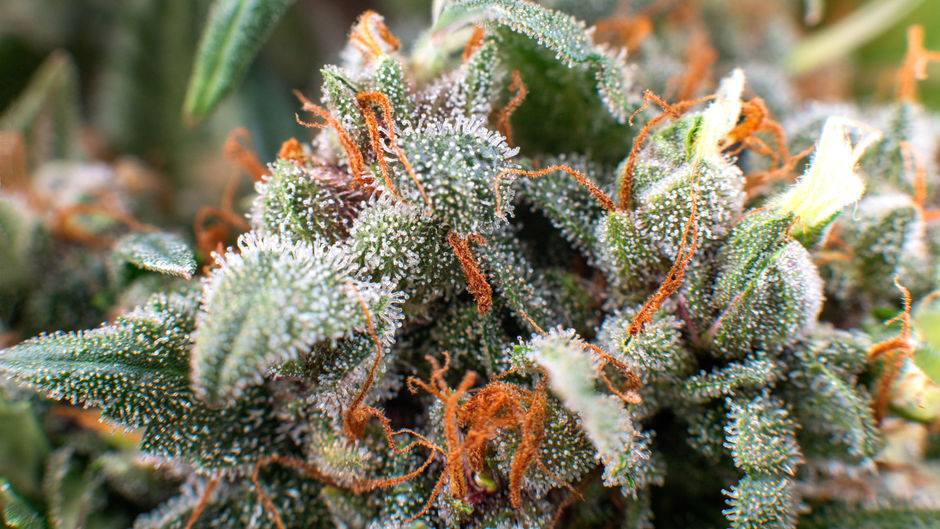 Plant Patents – How the Cannabis industry may revive an archaic intellectual property instrument