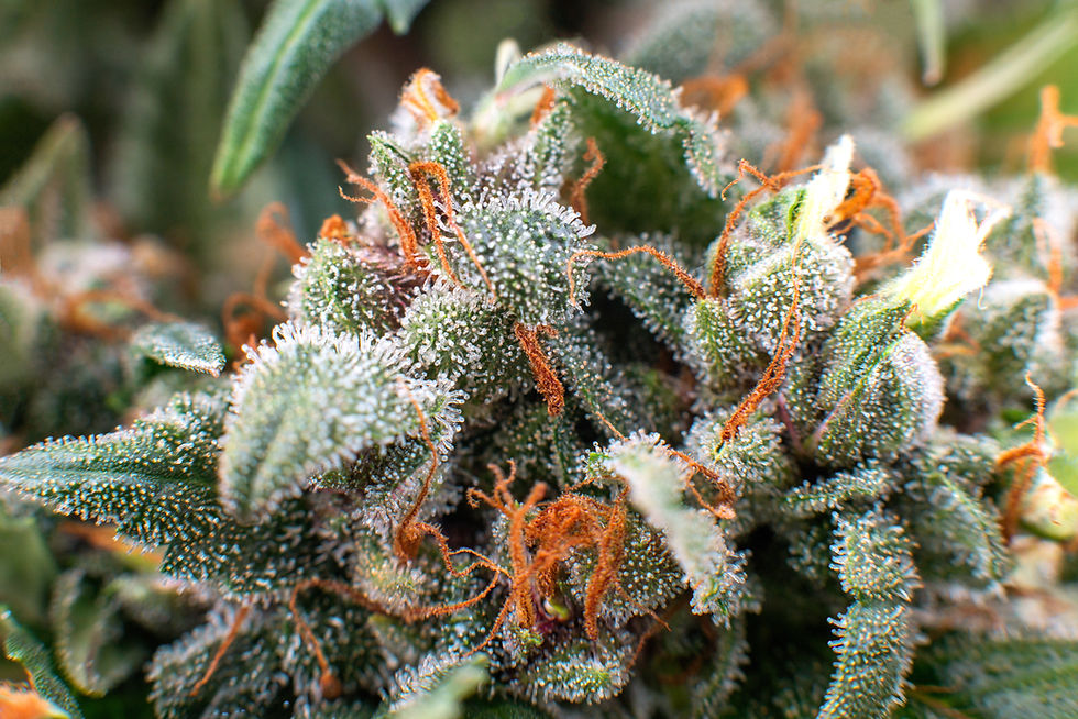 Plant Patents – How the Cannabis industry may revive an archaic intellectual property instrument