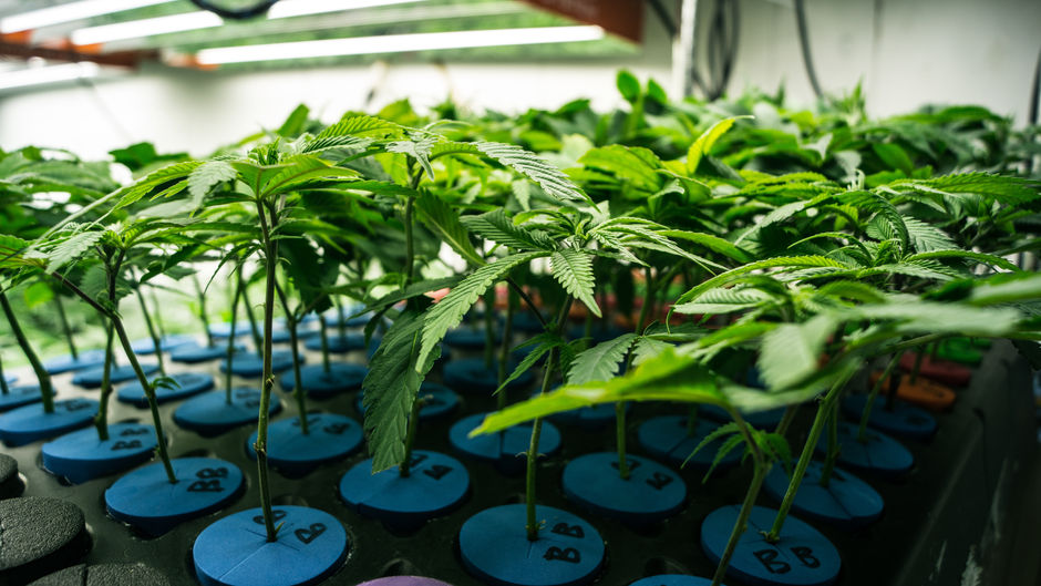 Federal Circuit Proceeding with IP Case Suggests Cannabis Patents Enforceable under Federal Law