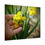 Thumbnail: Daffodil Petals Poster