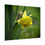 Thumbnail: Blooming Daffodil Poster