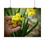 Thumbnail: Daffodil Petals Poster