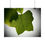 Thumbnail: Tulip Leaf Details Poster