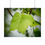 Thumbnail: Dew Laden Tulip Tree Leaf Poster