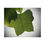 Thumbnail: Detailed Tulip Leaf Puzzle