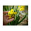 Thumbnail: Daffodil Petals Poster