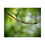 Thumbnail: Water Drop on Maple Branch Poster