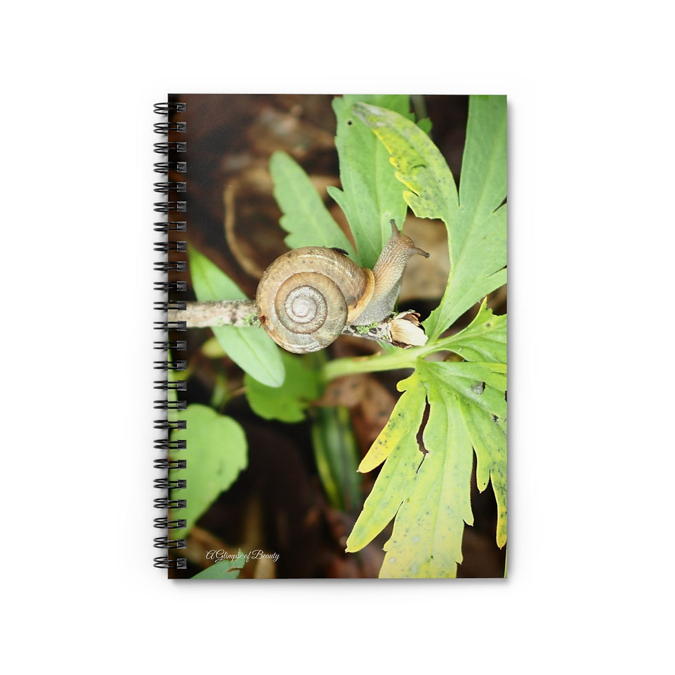 Swirly Snail Spiral Notebook
