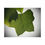 Thumbnail: Detailed Tulip Leaf Puzzle