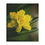 Thumbnail: Detailed Daffodil Minky Blanket 