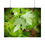 Thumbnail: Water Laden Maple Leaves Poster