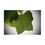 Thumbnail: Detailed Tulip Leaf Puzzle