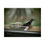 Thumbnail: Downy Woodpecker Poster