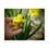 Thumbnail: Daffodil Petals Poster