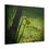 Thumbnail: Early Morning Daffodil Poster