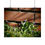 Thumbnail:  Springtime Violets Poster