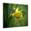 Thumbnail: Blooming Daffodil Poster