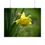 Thumbnail: Blooming Daffodil Poster