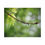 Thumbnail: Water Drop on A Maple Twig Puzzle