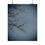 Thumbnail: Two Male Purple Finches Poster
