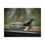 Thumbnail: Downy Woodpecker Poster