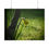Thumbnail: Early Morning Daffodil Poster