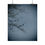 Thumbnail: Two Male Purple Finches Poster