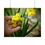 Thumbnail: Daffodil Petals Poster