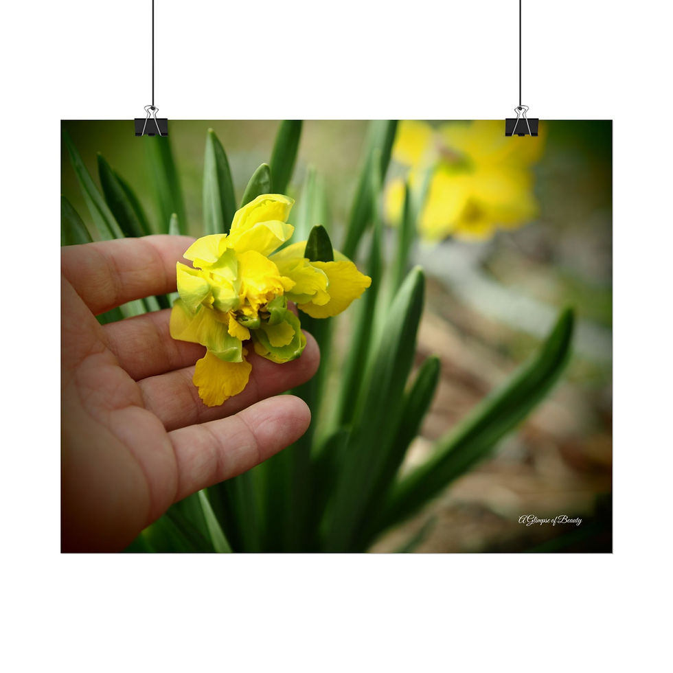 Daffodil Petals Poster