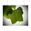 Thumbnail: Tulip Leaf Details Poster
