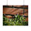 Thumbnail:  Springtime Violets Poster