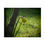 Thumbnail: Early Morning Daffodil Poster