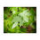 Thumbnail: Water Laden Maple Leaves Poster