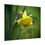 Thumbnail: Blooming Daffodil Poster