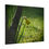 Thumbnail: Early Morning Daffodil Poster