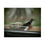 Thumbnail: Downy Woodpecker Poster