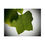 Thumbnail: Tulip Leaf Details Poster