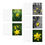 Thumbnail: Daffodil Greeting Cards - 5-Pack for Every Occasion