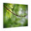 Thumbnail: Water Drop on Maple Branch Poster