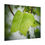 Thumbnail: Dew Laden Tulip Tree Leaf Poster