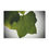 Thumbnail: Detailed Tulip Tree Leaf Minky Blanket