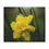 Thumbnail: Detailed Daffodil Minky Blanket 