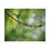Thumbnail: Water Drop on A Maple Twig Puzzle