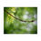 Thumbnail: Water Drop on Maple Branch Poster