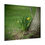 Thumbnail: Spring Daffodils Poster