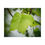 Thumbnail: Dew Laden Tulip Tree Leaf Poster