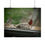 Thumbnail: Purple Finch Pair Poster